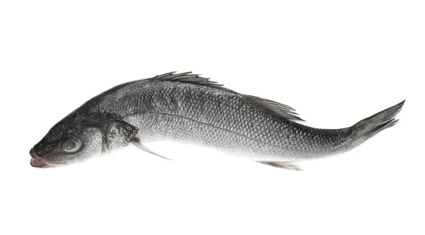 Fresh Uncooked Sea Bass Fish White Background — Stock Photo, Image