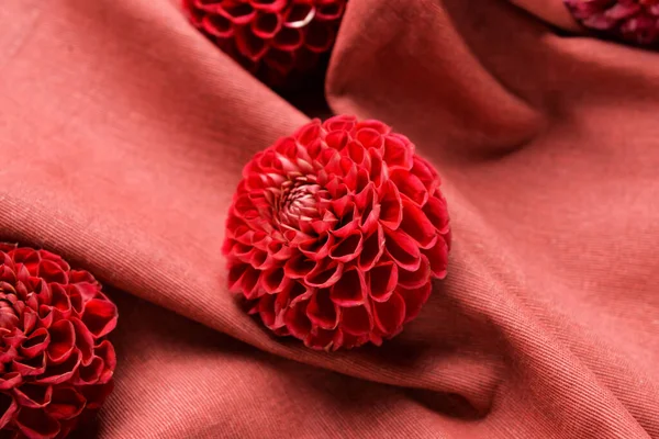 Bunga Dahlia Yang Indah Pada Latar Belakang Kain Closeup — Stok Foto