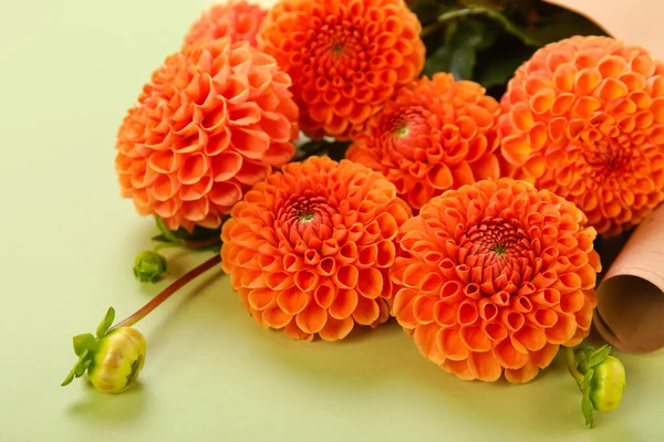 Beautiful Dahlias Color Background Closeup — Stock Photo, Image