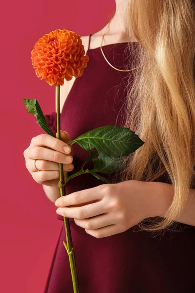 Mujer Con Hermosa Flor Dalia Sobre Fondo Color Primer Plano —  Fotos de Stock