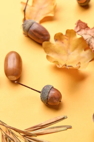 Oak Acorns Leaves Color Background Closeup — Stock Photo, Image