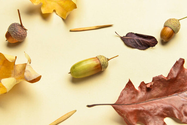 Beautiful autumn composition with acorns and dry leaves on color background, closeup