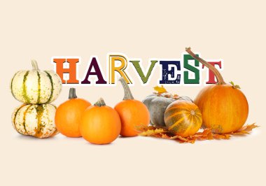 Açık arkaplanda kelime HARVEST ile taze balkabakları