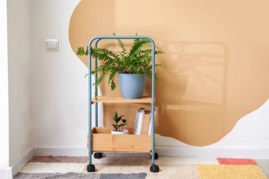 Raf ünitesi ev bitkileri ve renkli duvarın yanında kitaplar.