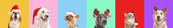 Roztomilá Legrační Zvířata Vánoční Výzdobou Barevném Pozadí — Stock fotografie