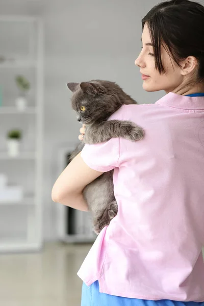 Female Veterinarian Grey Cat Clinic — Stock Photo, Image