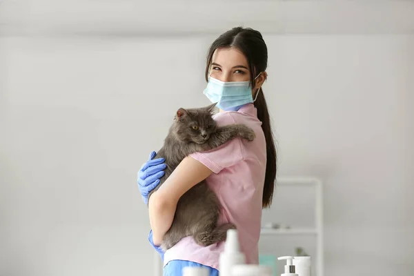 Female Veterinarian Holding Grey Cat Clinic — Stock Photo, Image