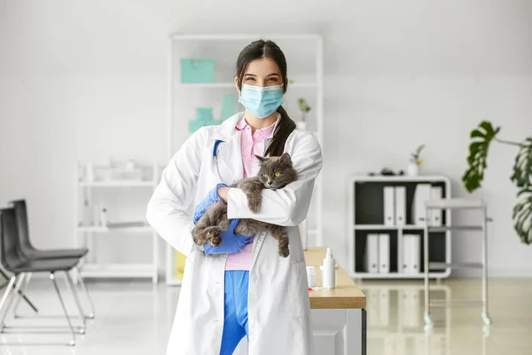 Female Veterinarian Grey Cat Clinic — Stock Photo, Image