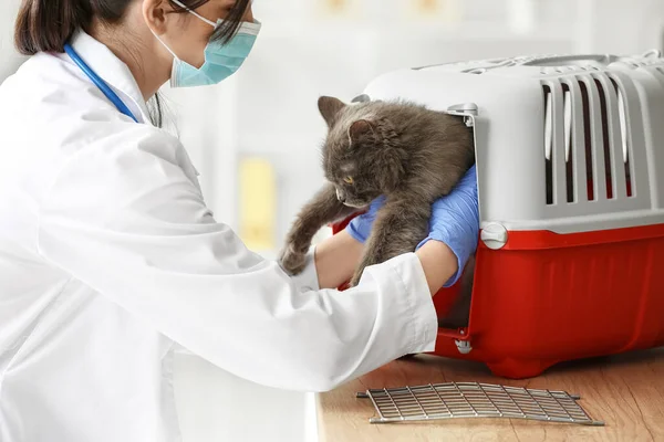 Female Veterinarian Taking Cat Carrier Clinic Closeup — Stock Photo, Image