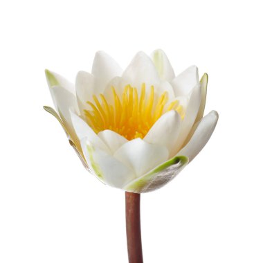 güzel, lotus çiçeği beyaz zemin üzerine