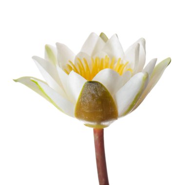 Beyaz arka planda güzel bir su zambağı, yakın plan