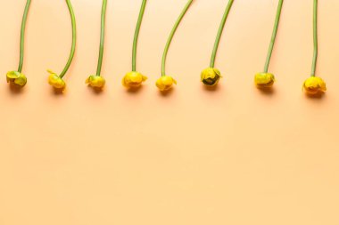 Renkli arkaplanda güzel sarı nilüfer çiçekleri olan kompozisyon