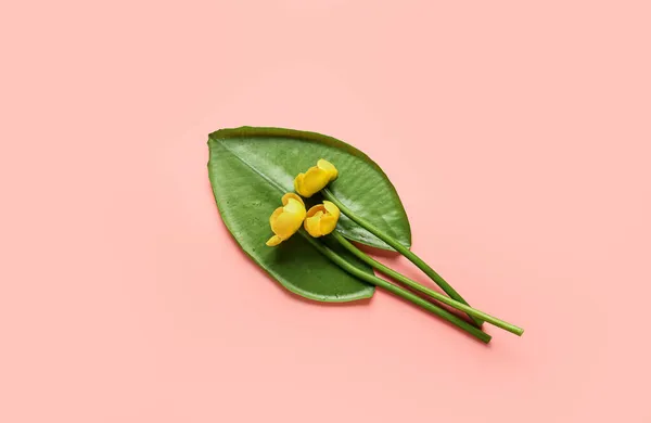 Belles Fleurs Lotus Jaune Feuille Verte Sur Fond Couleur — Photo