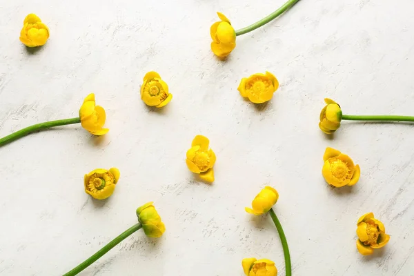 Vackra Gula Lotus Blommor Vit Bakgrund — Stockfoto