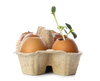 Beyaz arka planda izole edilmiş yumurta kabukları içinde yeşil fideler.