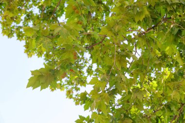 Açık havada yeşil yapraklı kestane ağacı dalları
