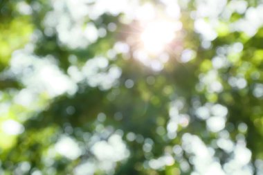 Açık havada güneşli bir günde yeşil ağaç dallarının bulanık görüntüsü