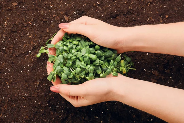 Jonge Vrouw Planten Van Groene Zaailingen Tuin — Stockfoto