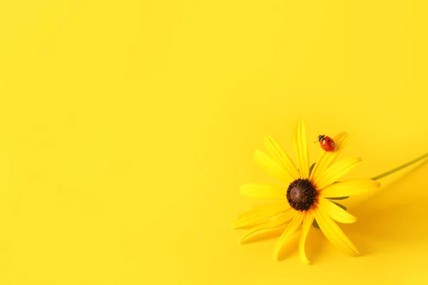 Beautiful Flower Ladybird Color Background — Stock Photo, Image