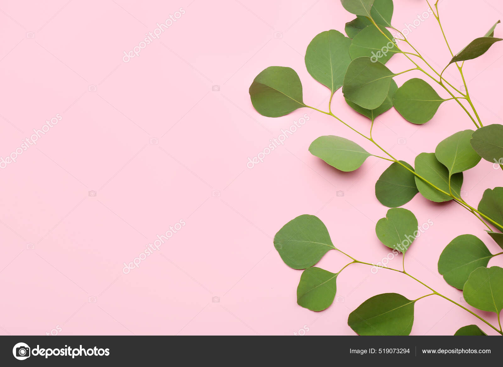 Ramas Eucalipto Sobre Fondo Color: fotografía de stock © serezniy