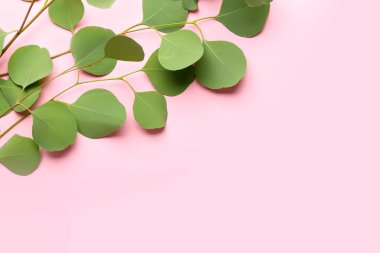 Renk arkaplanındaki okaliptüs dalları