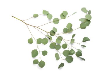 Beyaz arka plan üzerinde okaliptüs şube