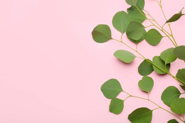 Renk arkaplanındaki okaliptüs dalları