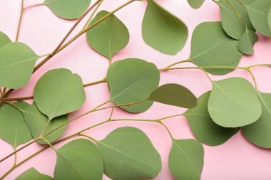 Renk arkaplanındaki okaliptüs dalları