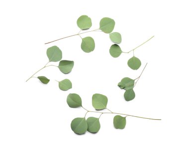 Beyaz arkaplanda taze okaliptüs dallarından yapılmış çerçeve