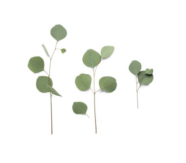 beyaz arkaplanda okaliptüs dalları