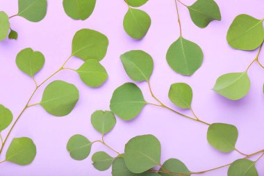 Renk arkaplanındaki okaliptüs dalları