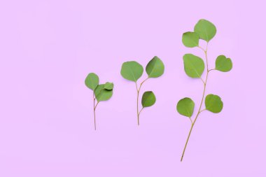 Renk arkaplanındaki okaliptüs dalları