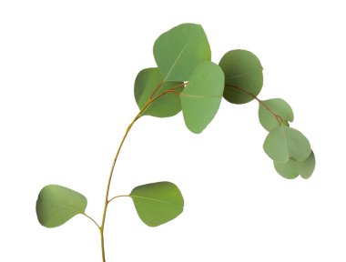 Beyaz arka plan üzerinde okaliptüs şube