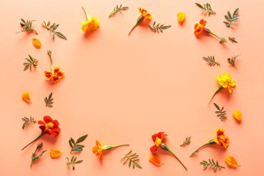 Renkli arkaplanda güzel kadife çiçeklerinden yapılmış çerçeve