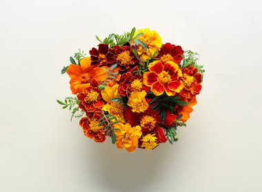 Renkli arkaplanda güzel kadife çiçekleri.