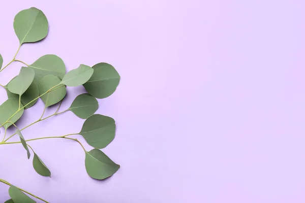 Eucalyptus Branches Color Background — Stock Photo, Image