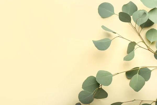 Eucalyptus Branches Color Background — Stock Photo, Image