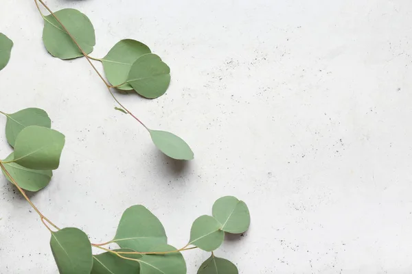 Eucalyptus Leaves Light Background — Stock Photo, Image