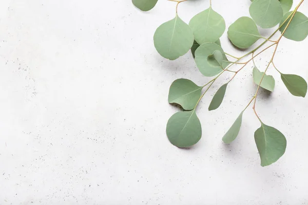 Eucalyptus Leaves Light Background — Stock Photo, Image
