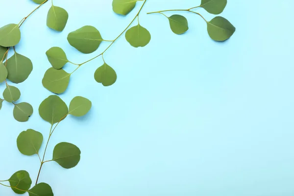 Eucalyptus Leaves Color Background — Stock Photo, Image