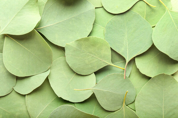 Green eucalyptus leaves as background