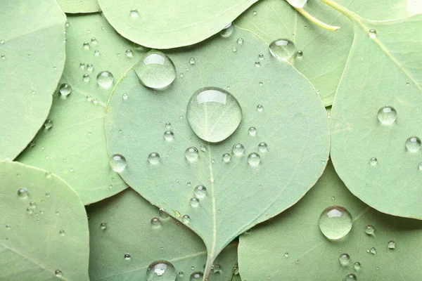Mokrý Eukalyptus Listy Jako Pozadí — Stock fotografie