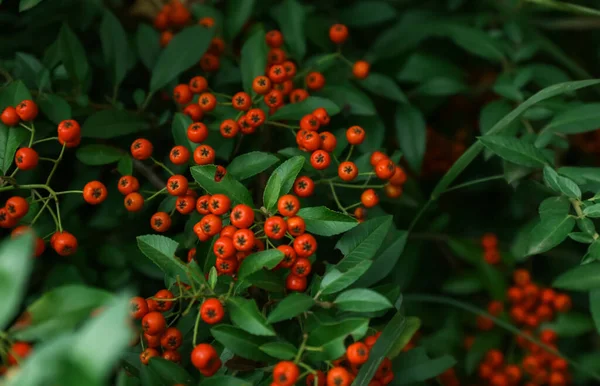 Bagas Rowan Maduras Árvore Jardim Close — Fotografia de Stock