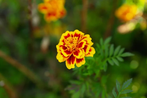 Bela Flor Calêndula Crescendo Jardim Close — Fotografia de Stock