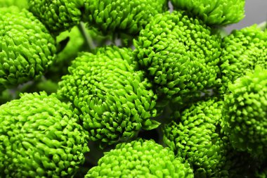 Arka plan olarak pek çok yeşil kasımpatı çiçeği, yakın plan