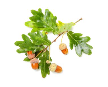 Meşe ağacı dalında meşe palamudu ve beyaz arka planda yeşil yapraklar