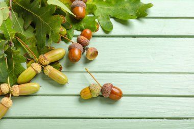 Yeşil meşe yaprağı ve meşe palamudu.