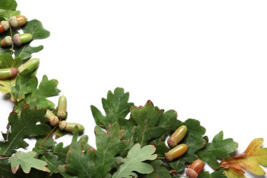 Beyaz arka planda meşe palamudu ve yeşil meşe yaprakları