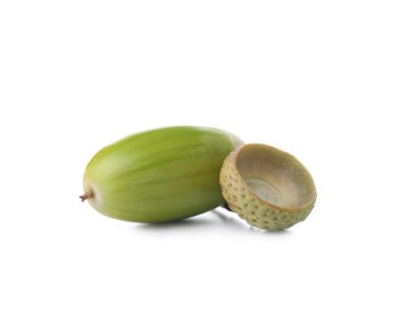 Beyaz zemin üzerine yeşil meşe palamudu