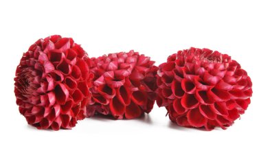 Beyaz arka plan üzerinde izole güzel dahlia çiçeği